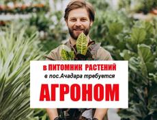 Агроном (пос.Ачадара)