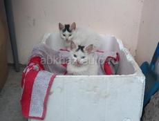 В теплые заботливые руки