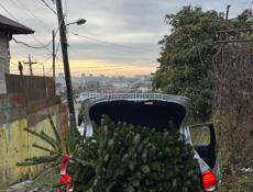 Датские елки