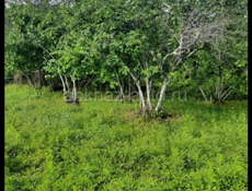 ПРОДАЁТСЯ УЧАСТОК С ФУНДАМЕНТОМ И ОРЕХОВЫМ САДОМ