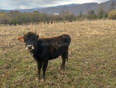 Продаю за 30  тыс рублей