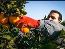 Ищем сборщиков мандарин на 26.12