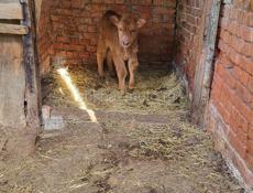 ПРОДАМ ТЕЛЕНКА ДЕВОЧКА МЕСЯЦ