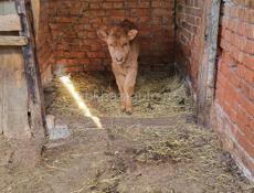 ПРОДАМ ТЕЛЕНКА ДЕВОЧКА МЕСЯЦ