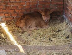 ПРОДАМ ТЕЛЕНКА ДЕВОЧКА МЕСЯЦ