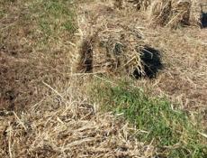 Сено Суданка разнотравье