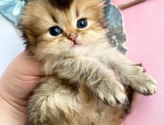 Шотландские котята 💞💞💞💞💞💞💞💞💞