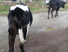 Продаются 2 коровы и 3 телёнка