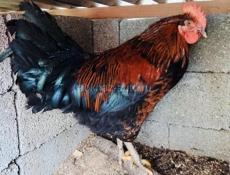 Продам молодых петухов 