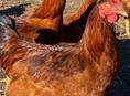 Домашние куры 