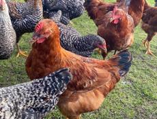 Домашние куры 