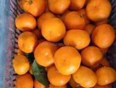 МАНДАРИНЫ 🍊 с сада