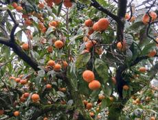 МАНДАРИНЫ 🍊 с сада