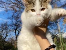 в добрые руки