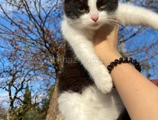 в добрые руки