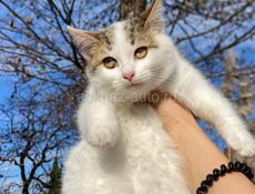 срочно в добрые руки