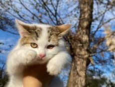 срочно в добрые руки