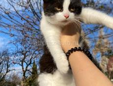 срочно в добрые руки