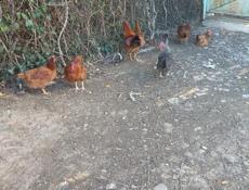 Инкубационные яйца  