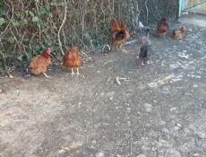 Инкубационные яйца  