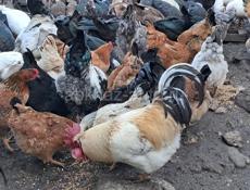 Петухи гуси утки 