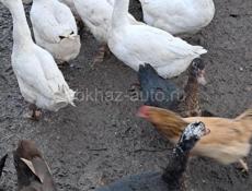 Петухи гуси утки 