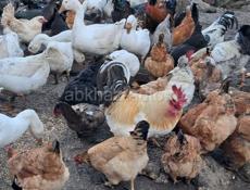 Петухи гуси утки 