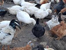 Петухи гуси утки 