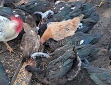 Петухи гуси утки 