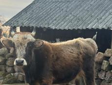 продается бычок