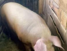 Продаю свинию 