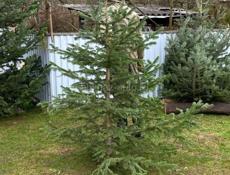 Продаются живые елки