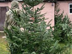 Продаются живые елки