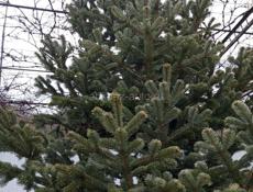 Продаются живые елки