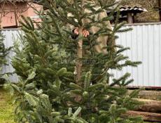 Продаются живые елки