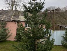 Продаются живые елки