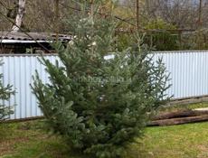 Продаются живые елки