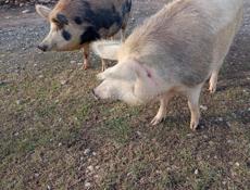 Продаются свиньи 