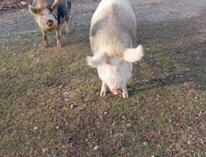 Продаются свиньи 