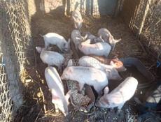 Продаётся парасята