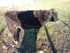 Продается бычок 