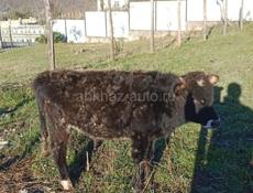 Продается бычок 