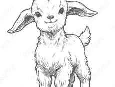 Козы и барашки