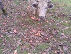 Продаю . Корова