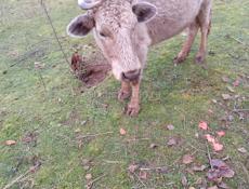 Продаю . Корова