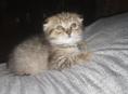 Продаю котёнка мальчика 
