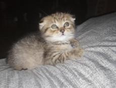 Продаю котёнка мальчика 