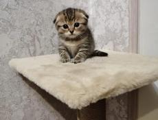 Продаю котёнка мальчика 