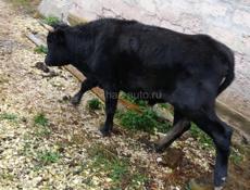 Срочно продаю бычка 