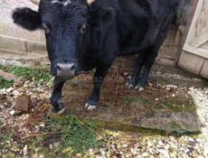 Срочно продаю бычка 